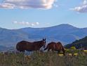 IMG_1092 copy